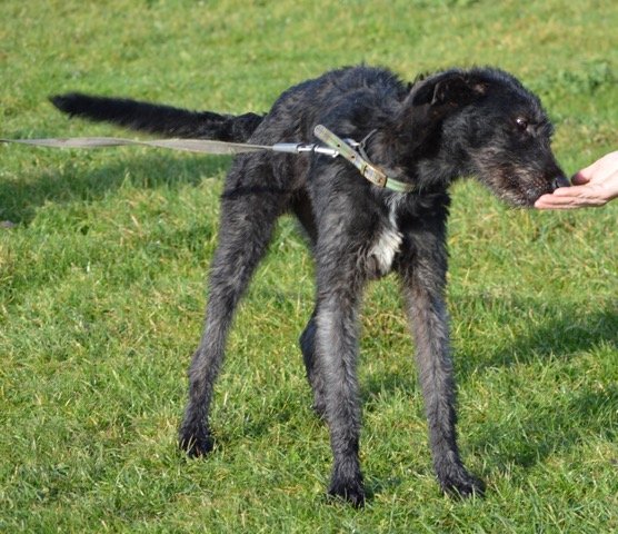 Lurcher Mix Pictures